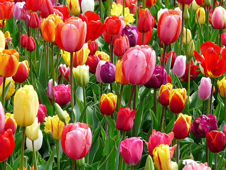 Tulips-tulip-bed-colorful-preview ECRI IZVJEŠĆE O NIZOZEMSKOJ
