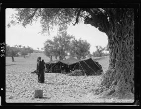 Bedouin-tent-of-the-gypsy-type-near-beit-jibrin-34b382 MUZEJ NOMADSKE KULTURE